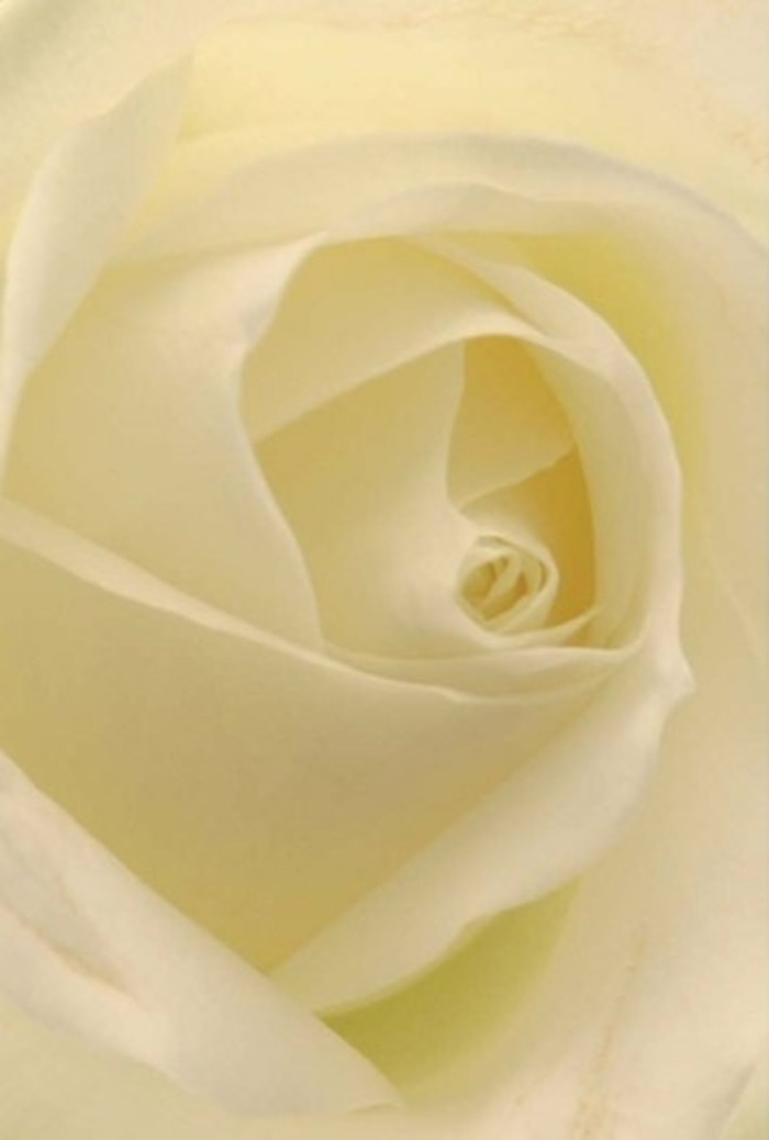Peer in closely to this elegant white rose, meticulously arranged by Feltham's experienced florists, and you become immersed in an interplay of light, shadow, and artistry. Each petal unfurls in a spiral-layers of ivory and cream catching the diffused light reminiscent of Feltham's tranquil dawns. The outer petals, almost ephemeral, offer a stunning contrast to the defined, velvety core that sits at the heart of the bloom. This composition is as serene and sophisticated as a peaceful moment at the riverside in Bedfont Lakes, its gentle transitions in shade and tone echoing the natural beauty of the area. The rose radiates a sense of purity and resilience, a quiet emblem of both new beginnings and heartfelt apologies. Its scent is subtle, clean, and soothing-an aroma you might imagine drifting through an open window on a calm morning in Feltham. The precise spiral at the rose's centre reflects expert hands, infusing each arrangement with the wisdom and care that Flowers Feltham has brought to the community for years. Every nuance in colour and texture speaks of nature's artistry, making this rose a meaningful choice, no matter the occasion.
